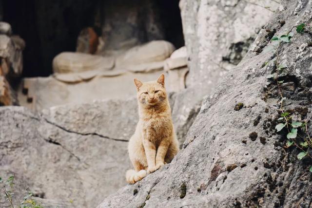 一到秋天，南京就美成了金陵