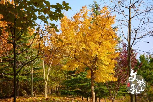 当秋风吻过乳山：一场关于色彩与治愈的漫步指南