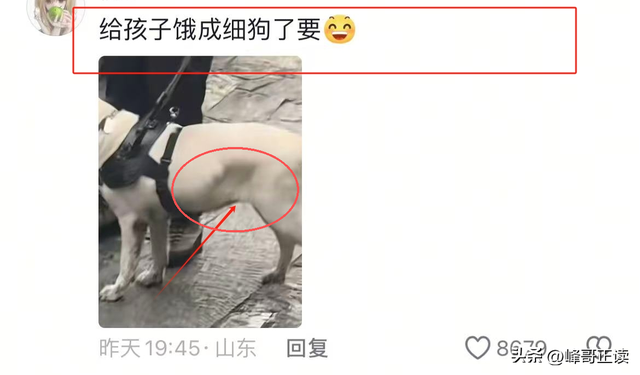 爬泰山的作死夫妻被制裁！导盲犬被收回，身份被扒，家里还有一只