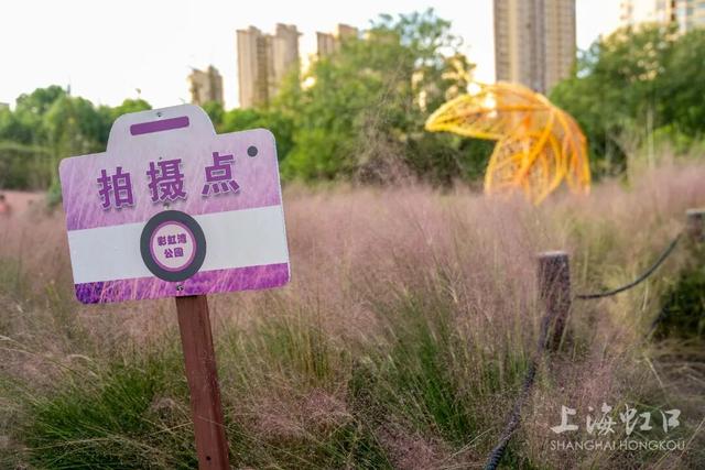 高温难挡“浪漫粉”！粉黛乱子草登场~