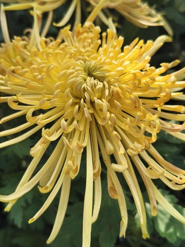 生活日常分享，独自赏花经历，以供大家娱乐