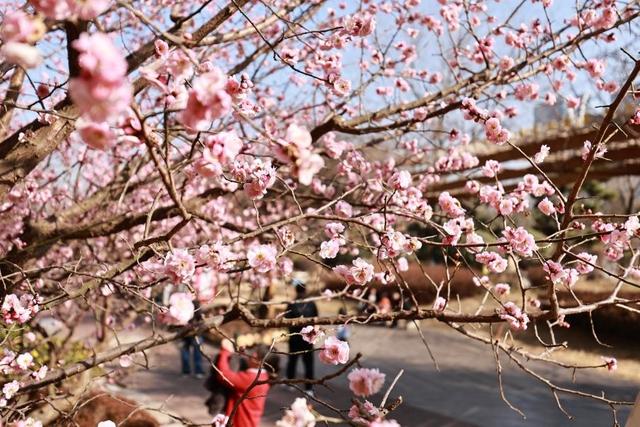 寻找最美春天|山东日照：花开迎新春 满园醉游人