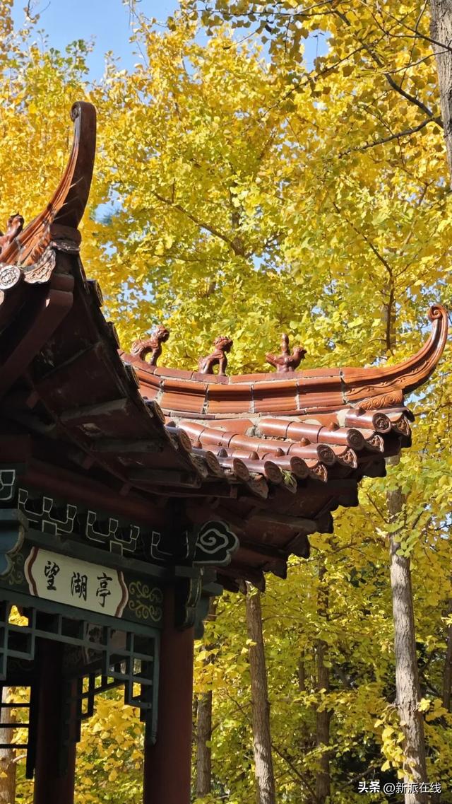 立冬已至，潍坊的秋意仍浓，这里的风景绝美