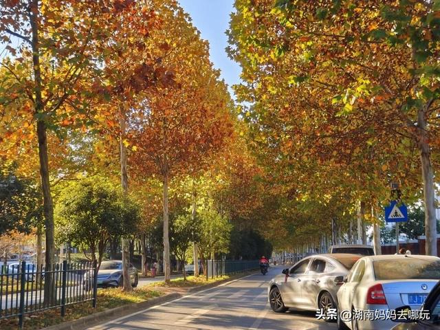 不用去南京，长沙也藏着 “梧桐秘境”！遛娃拍照美到窒息！
