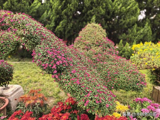 秋风独宠一园菊，晚来香艳出樊篱——北京北海公园2025年菊花展