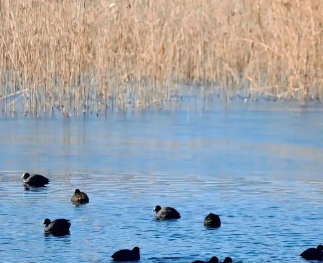免费!玩转运城冬日绝美风光!
