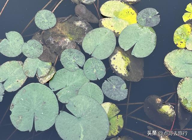 成都最美水杉红了，染红了湖面，不要门票，地铁公交直达！