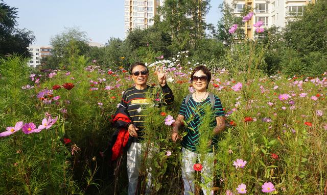 六问沈阳北塔公园空灵花海景点为何无花只有荒草
