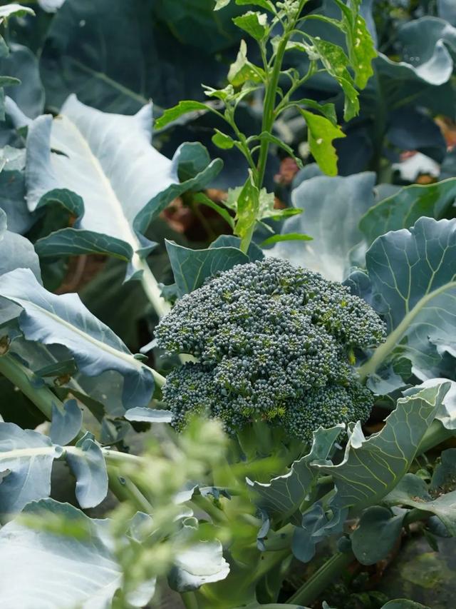 乌鲁木齐的关键词，少不了美食、艺术和山野