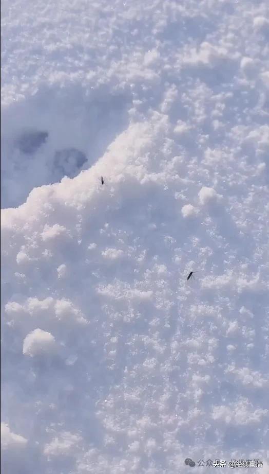 新疆雪地上惊现蚊子爬行！网友：蚊子有抗寒性了？专家回应
