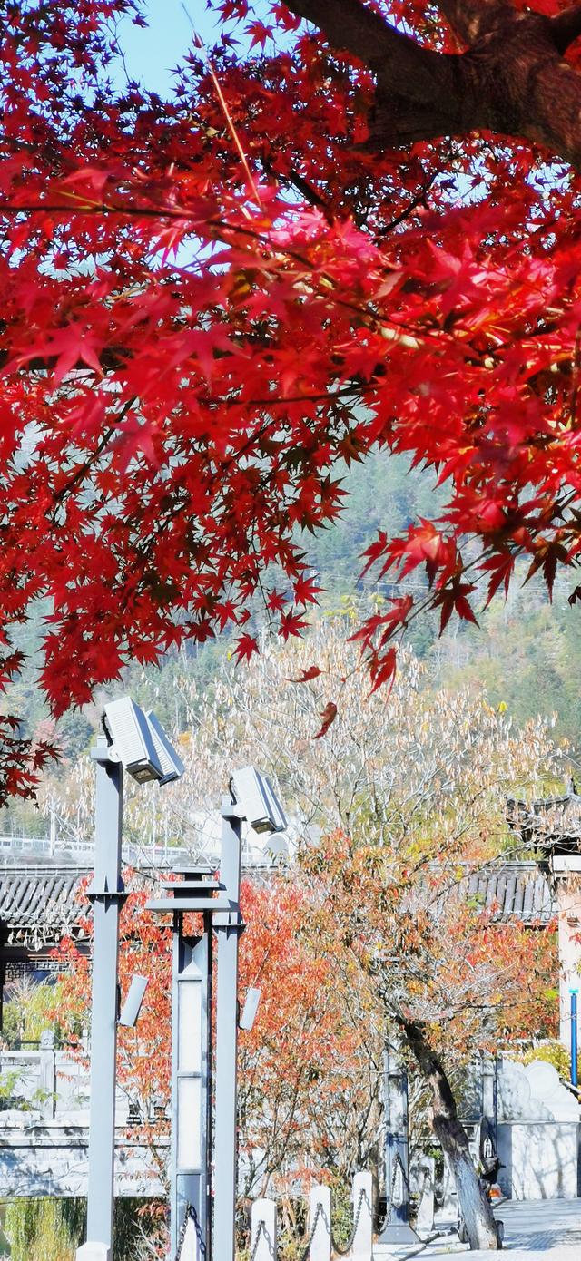 视觉画册｜醉美畲乡景宁：一季枫红燃情似火，半河光影温润如诗