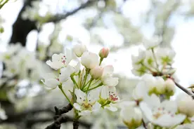 雅安：汉源梨花今又开 3月8日起系列活动等你来图片