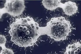 人类将实现永生？海拉细胞能无限分裂，如今已有5000万吨图片