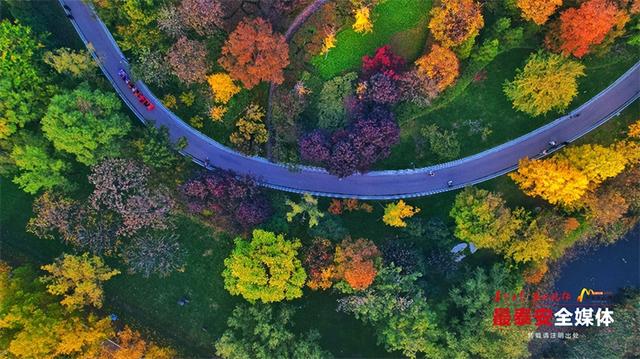 秋日宁阳，定格金色浪漫