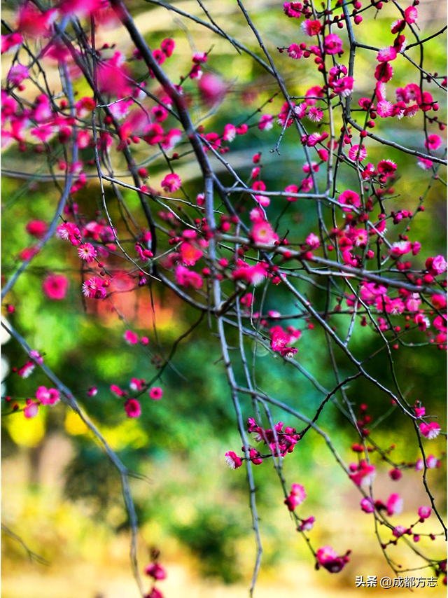 成都这波“梅”景太出片，错过再等一年~