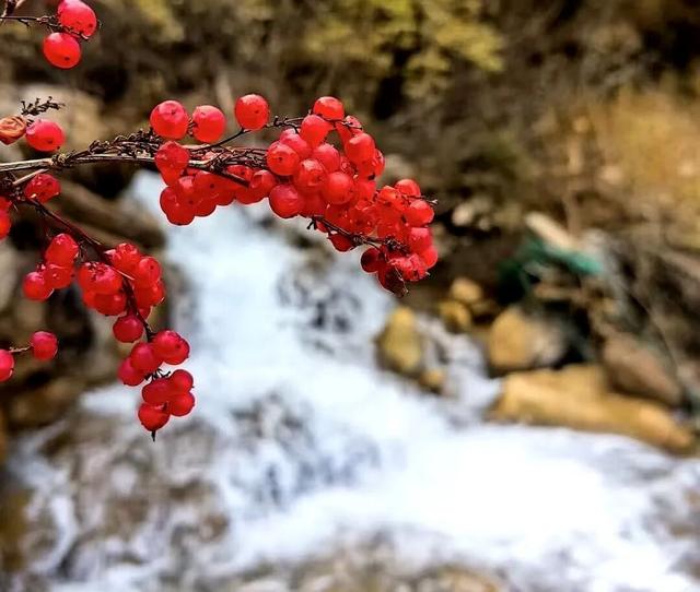 层林尽染看平武