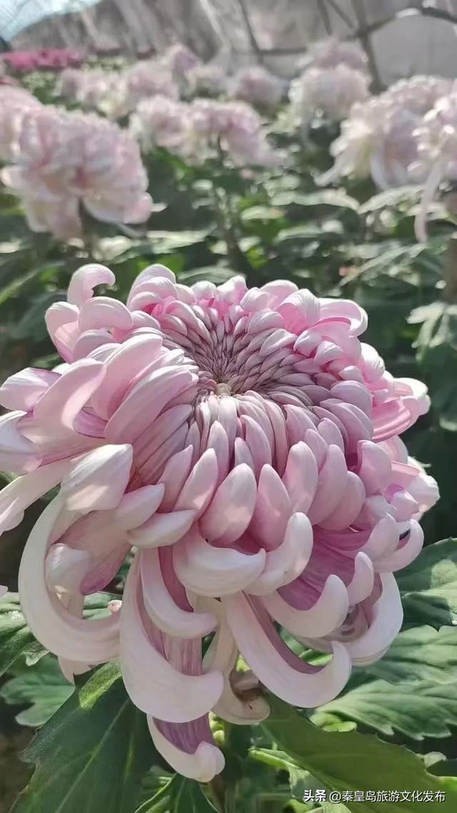 秦皇岛山海关金秋长城菊展开展在即，布展现场抢先看！