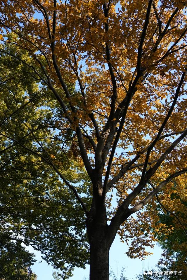 如东的秋天，都藏在这里了→