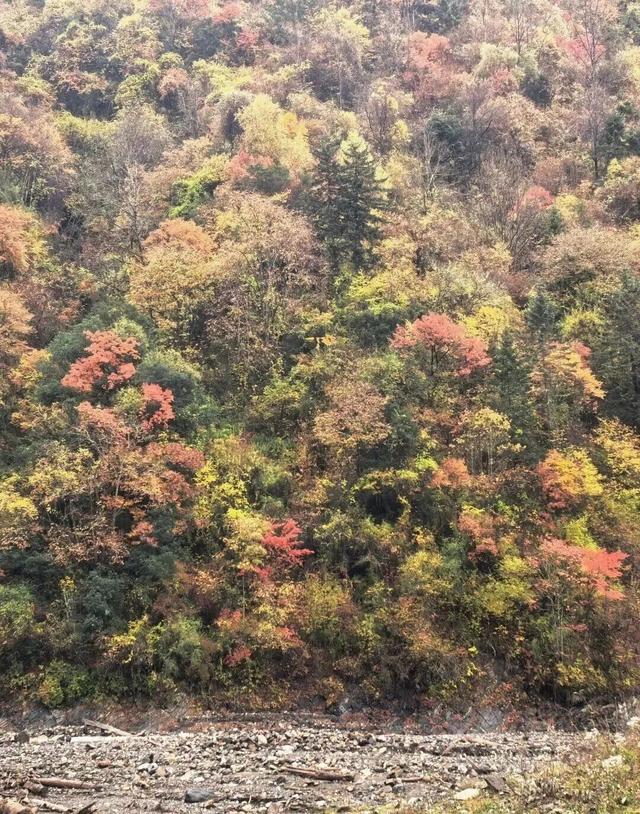 【美丽四川】平武沙棘沟行记：穿过五公里雨雪晴阴 收获“无执”的秋日‖柳红樱