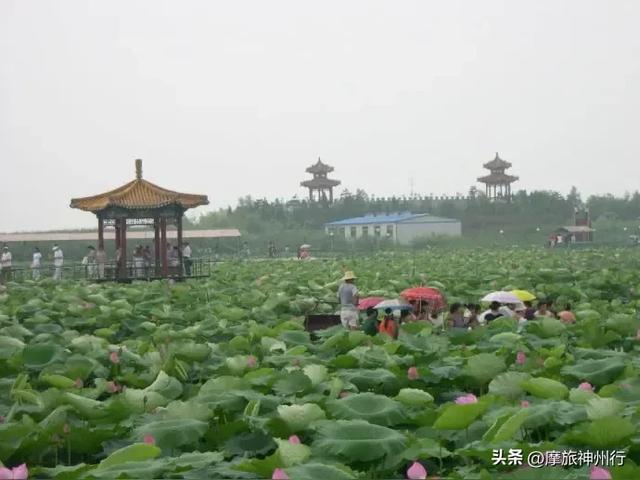 芦苇荷花共绘诗意画卷，渔舟唱晚风景醉人心田。