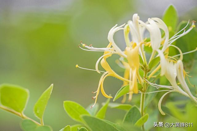 认识大美河南的每个县——第27波：封丘