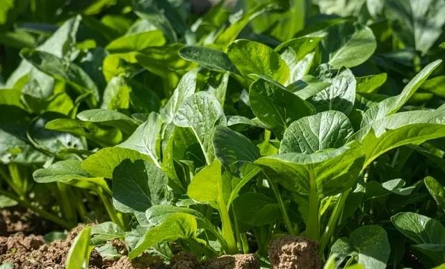 秋分种菠菜别瞎忙！记住“3时4步”，30天鲜嫩菠菜端上桌