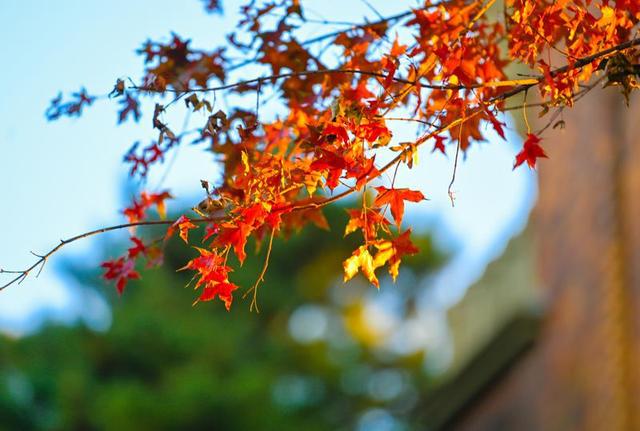 长春松苑宾馆：枫景如画醉游人