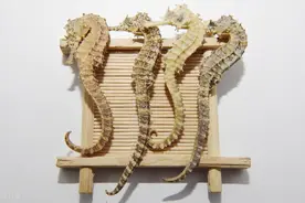 动物药：雌雄成对者，可以助阳图片