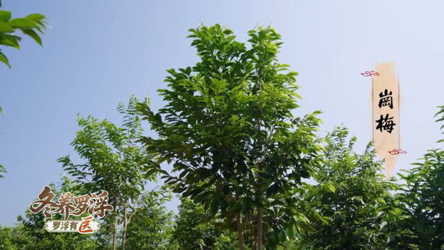 “冬养罗浮”康养品牌发布！在引领区过冬是怎样一种体验？