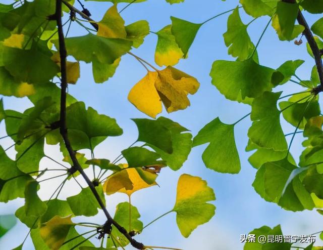 初冬，来晋宁邂逅一场金色的童话