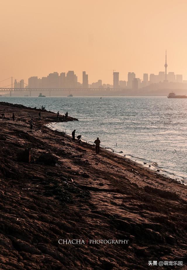 武汉秋日漫步，芦苇摇摆梧桐金黄，这些美景让人流连忘返