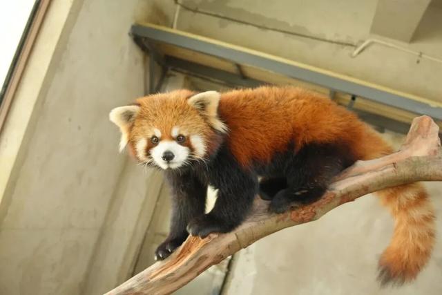 《疯狂动物城》苏州分“城”来啦！