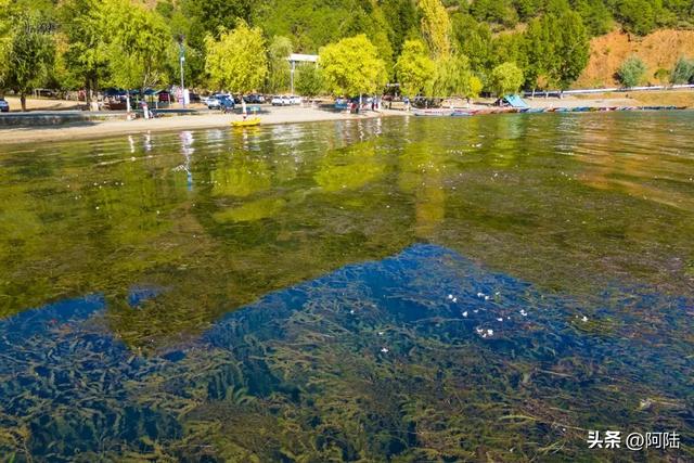 泸沽湖畔也有青青草原，除了牛马羊外，还放养着不少黑猪和白猪