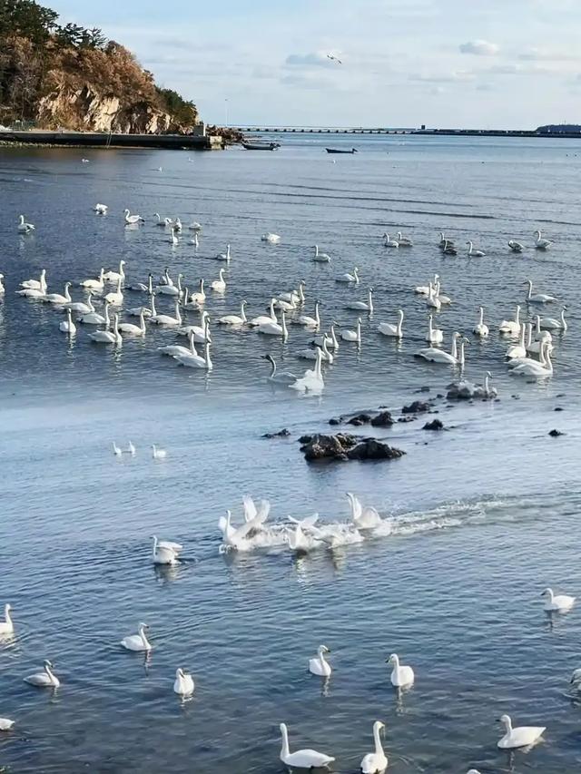 山东荣成：天鹅与海鸥齐飞，这座低调滨海城，藏着北纬37°的浪漫