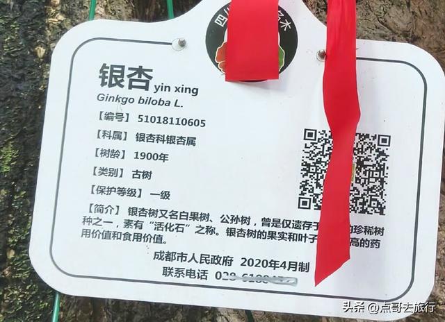 成都这5大千年银杏，超级惊艳，其中一株相传是杨贵妃种植！