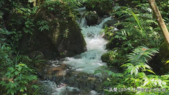 北流容心谷“探索自然之美，传诵诗韵风雅”主题研学活动广受好评