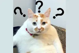 王红权星是谁，一个突然上热搜的人图片