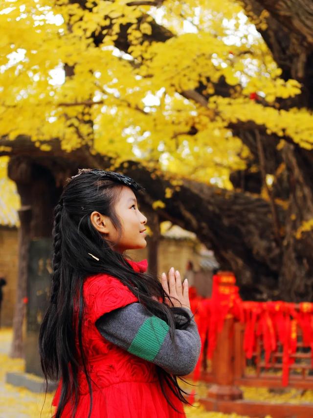 山东:时至初冬,银杏正当时