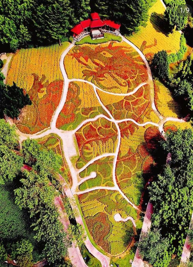 厦门园博苑海洋岛，园区九岛之一，6000平方米花海，让人流连忘返