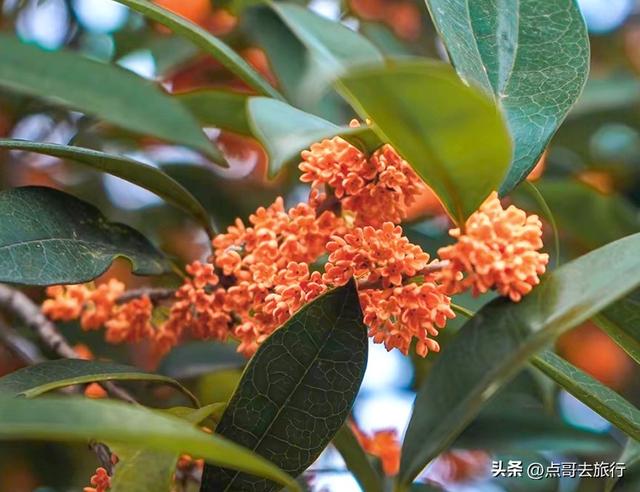 成都最出名的桂花观赏地，超级低调，桂香四溢，地铁公交车直达！
