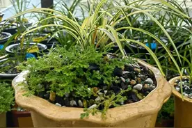 何让兰花多发芽、发壮芽的到实操技术图片