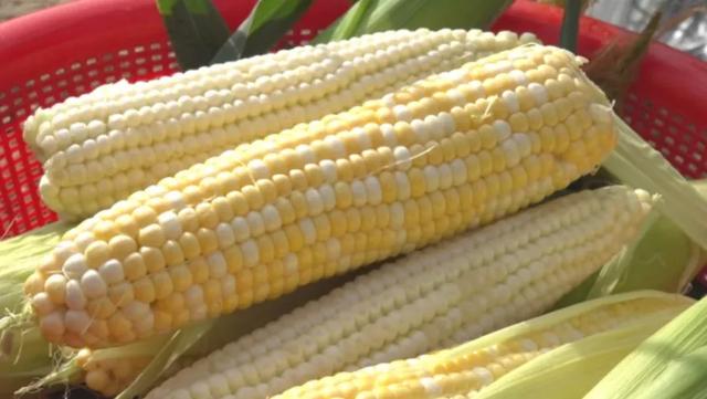 甜甜甜!“保姆级”采摘攻略!周末就出发→