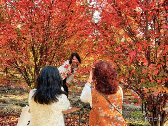 绝美！快来崇州收藏这份限定秋色