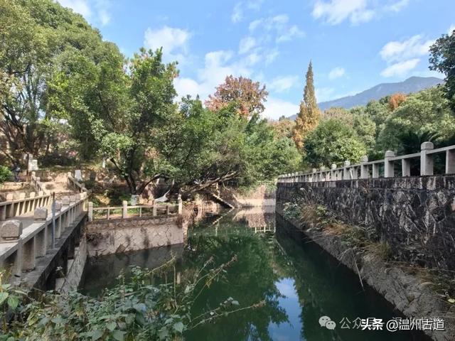 一树金黄，满城风雅！温州这棵著名的古寺银杏再不去就要落叶了