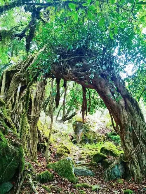 云南密林深处发现1条 "美女蛇", 大眼睛生性温柔, 全国记录仅10多次 !