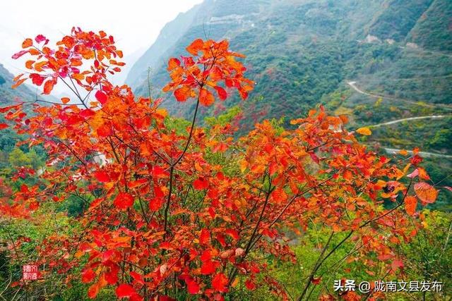 醉美文县：秋色斑斓大岭梁