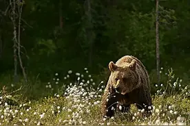 吉林男子挖野菜遇200斤黑熊，趴地装死还被严重咬伤，装死没用？图片