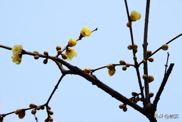 “蜡”么美“蜡”么香，上海公园蜡梅绽放即将迎来盛花期