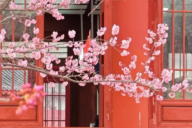 观音湖梅樱盛放！承包你的赏花浪漫