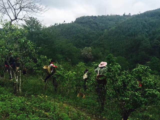 封老爷茶：百年滇茶迎京客 茶旅融合启新程